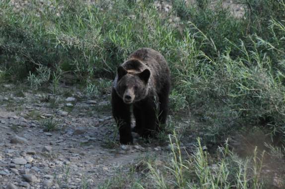 Urso adolescente acompanha sua mãe na região de Many Glacier, no Glacier Nacional Park, em Montana, nos Estados Unidos